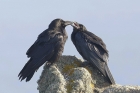 Ravens by Mick Dryden