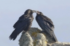 Ravens by Mick Dryden Ravens by Mick Dryden