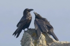 Ravens by Mick Dryden