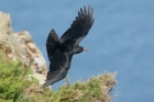 Red billed Chough by Mick Dryden