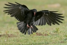 Red Billed Chough by Mick Dryden