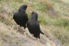 Red-billed Choughs by Mick Dryden