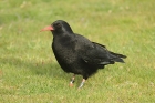 Red-billed Chough by Mick Dryden Red-billed Chough by Mick Dryden