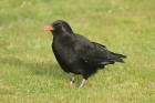 Red-billed Chough by Mick Dryden