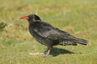 Red-billed Chough by Mick Dryden
