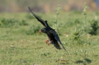 Red-billed Chough by Mick Dryden