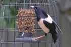 Rose coloured Starling by Tony Paintin