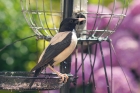 Rose coloured Starling by Angela Allen