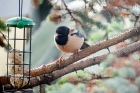 Rose coloured Starling by Peter Wright