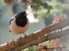 Rose coloured Starling by Peter Wright Rose coloured Starling by Peter Wright