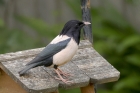 Rose coloured Starling by Mick Dryden Rose coloured Starling by Mick Dryden