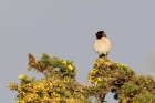 Rose coloured Starling by Mick Dryden