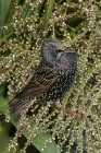Starling by Mick Dryden Starling by Mick Dryden