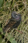 Starling by Mick Dryden