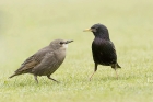 Starling by Mick Dryden