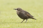 Starling by Mick Dryden