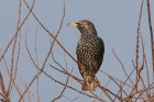 Starling by Mick Dryden Starling by Mick Dryden