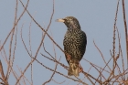 Starling by Mick Dryden