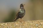 Common Starling by Mick Dryden