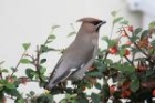 Waxwing by Mick Dryden