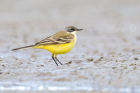 Yellow Wagtail by Romano da Costa Yellow Wagtail by Romano da Costa
