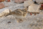 Crested Lark by Mick Dryden Crested Lark by Mick Dryden