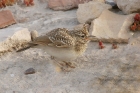 Crested Lark by Mick Dryden