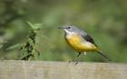 Grey Wagtail by Kris Bell