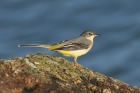 Grey Wagtail by Mick Dryden