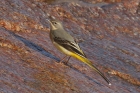 Grey Wagtail by Mick Dryden