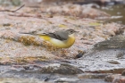 Grey Wagtail by Mick Dryden