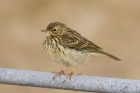 Meadow Pipit by Mick Dryden