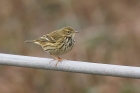 Meadow Pipit by Mick Dryden