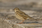 Meadow Pipit by Mick Dryden Meadow Pipit by Mick Dryden