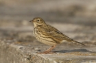 Meadow Pipit by Mick Dryden