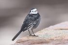 Pied Wagtail by Mick Dryden