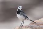 Pied Wagtail by Mick Dryden Pied Wagtail by Mick Dryden