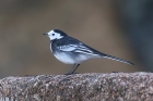 Pied Wagtail by Mick Dryden