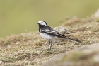 Pied Wagtail by Mick Dryden