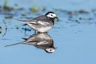 Pied Wagtail by Romano da Costa