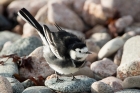 Pied Wagtail by Romano da Costa Pied Wagtail by Romano da Costa