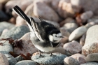 Pied Wagtail by Romano da Costa