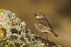 Rock Pipit by Mick Dryden Rock Pipit by Mick Dryden