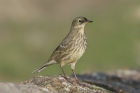 Rock Pipit by Mick Dryden