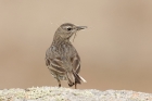 Rock Pipit by Mick Dryden