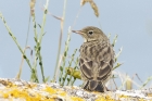 Rock Pipit by Mick Dryden