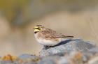 Shore Lark by Romano da Costa