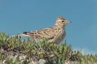 Skylark by Mick Dryden Skylark by Mick Dryden