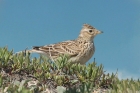 Skylark by Mick Dryden