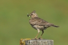 Skylark by Mick Dryden